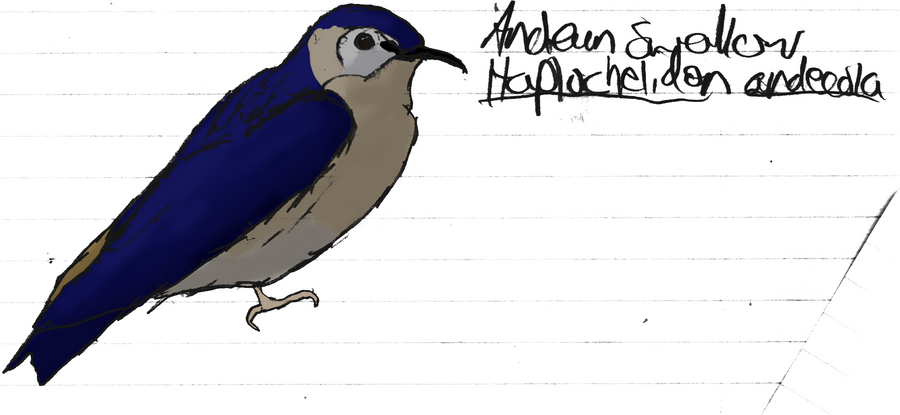 [Image: andean_swallow_by_michelle56-d3comwc.png]