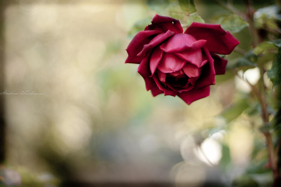 High resolution red rose photo wallpaper