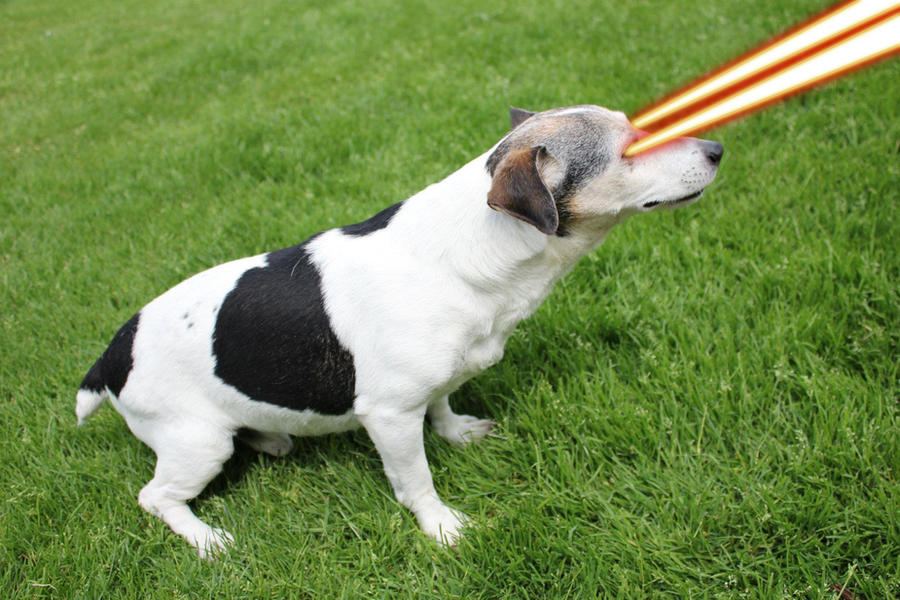 another_dog_with_laser_eyes__by_crazypeoplefan-d5o0sbh.jpg