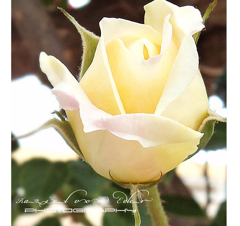 a rose for you by razielmb photoart d66danp