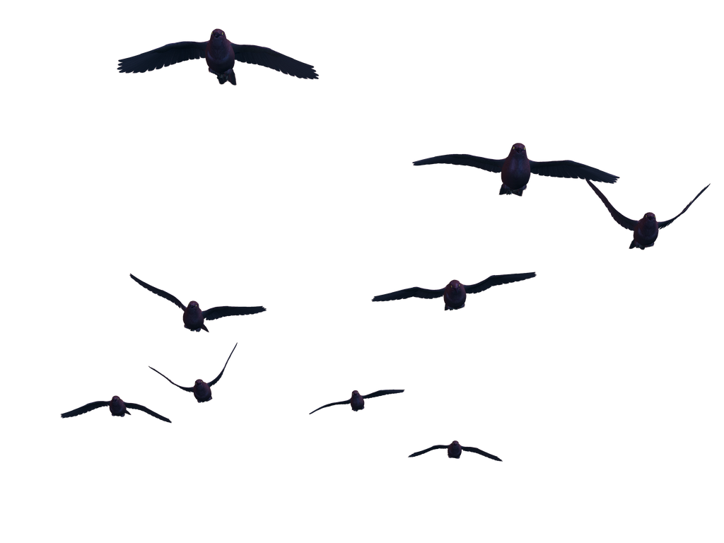 flying_birds_07_png_stock_by_jumpfer_stock-d6wmljr.png