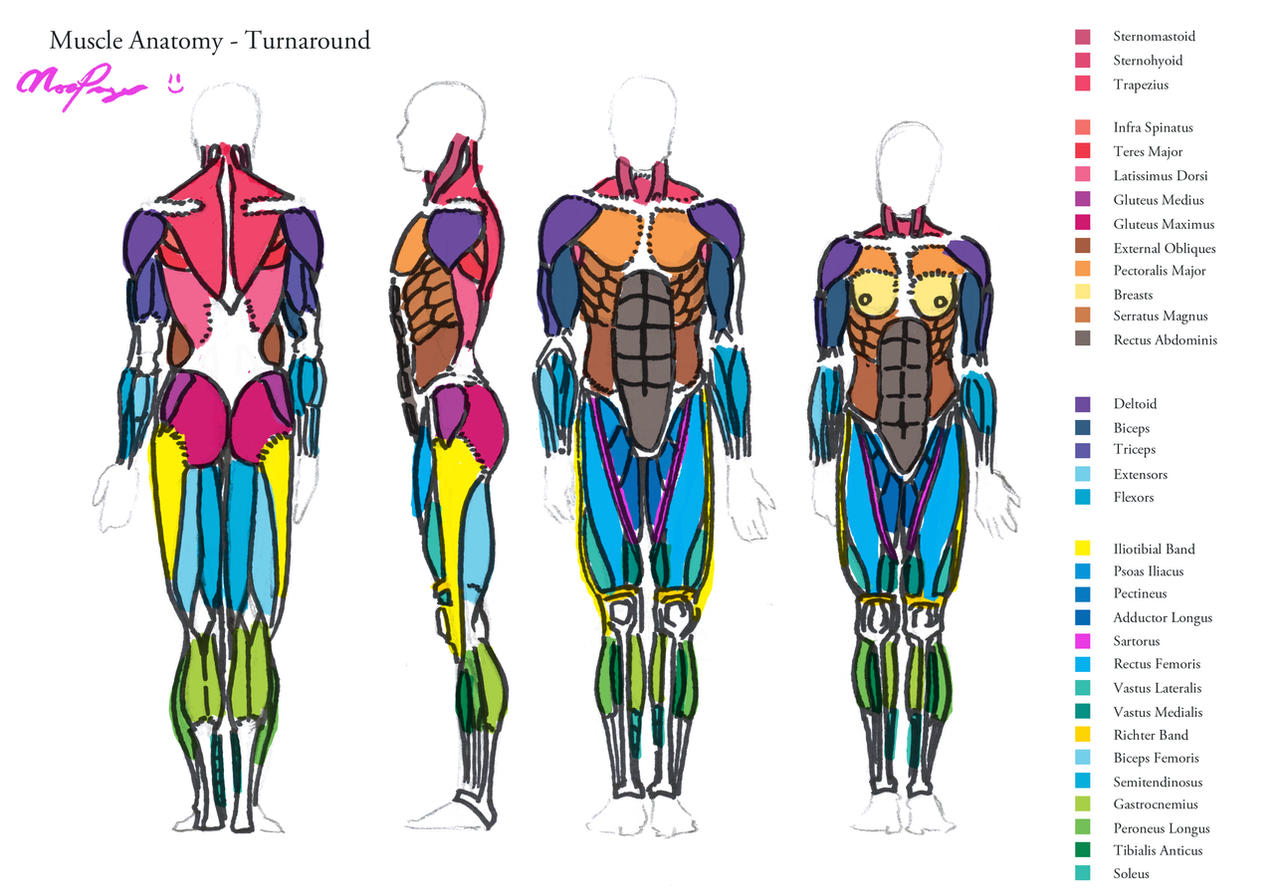 Female Body Diagram Drawing : Women Muscle Diagram | Human anatomy