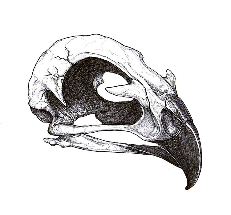 Hawk Skull Tattoo Flash by DickStarr on deviantART