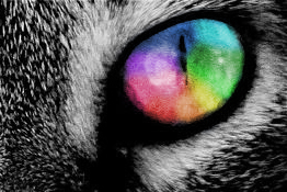 Rainbow Cat Eye. by strappermelon