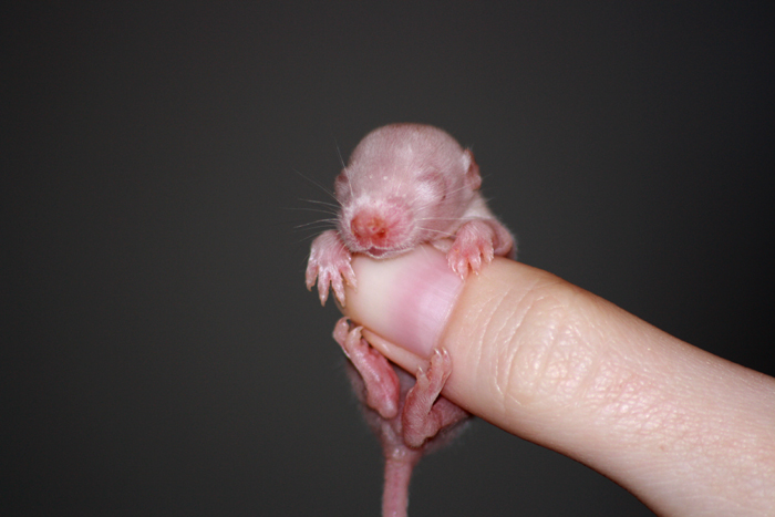 Little Baby Rat  
