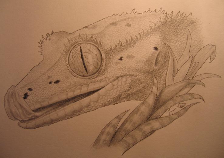 Crested Gecko by amelthia72 on DeviantArt