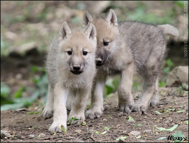 Adorable baby wolves by woxys on DeviantArt