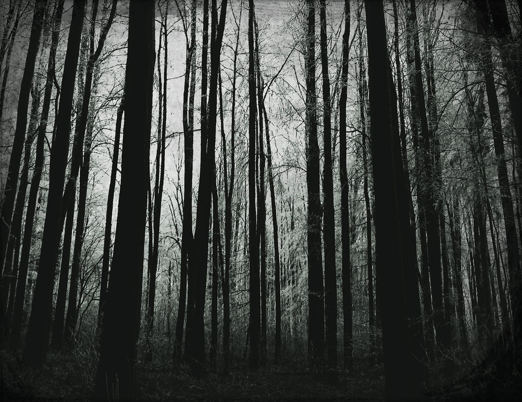 scary wood by veronnyac on DeviantArt