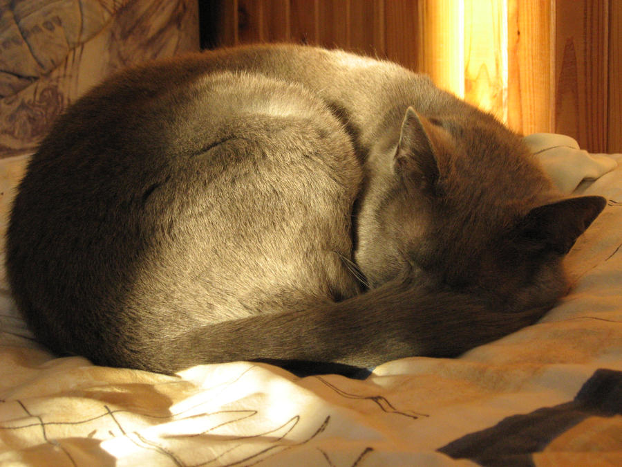 [Obrázek: Sleeping_cat_by_Dreit.jpg]