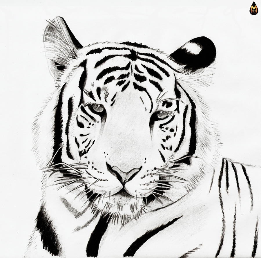 White Tiger by Maurael on DeviantArt